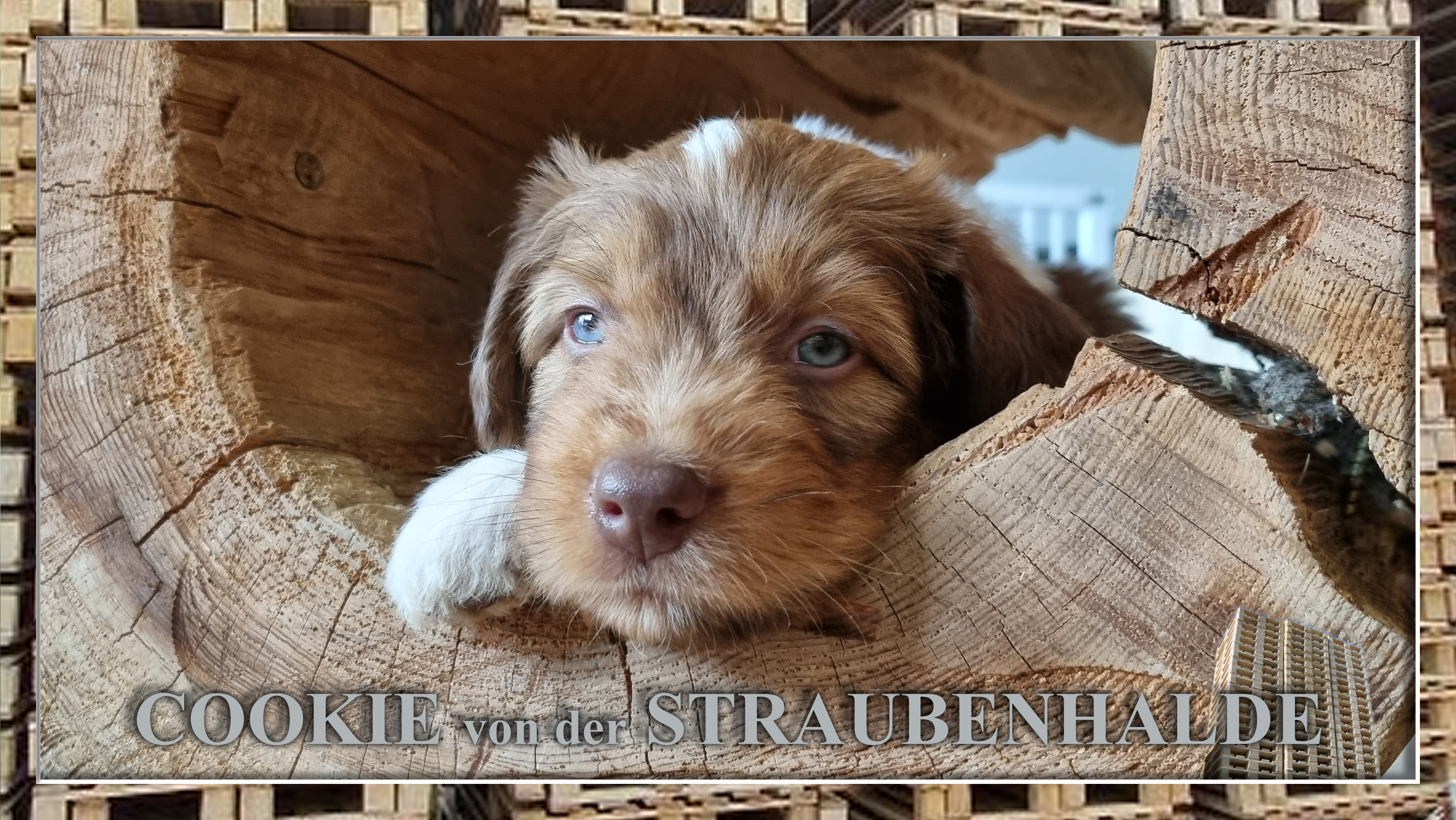 Wäller von der Straubenhalde